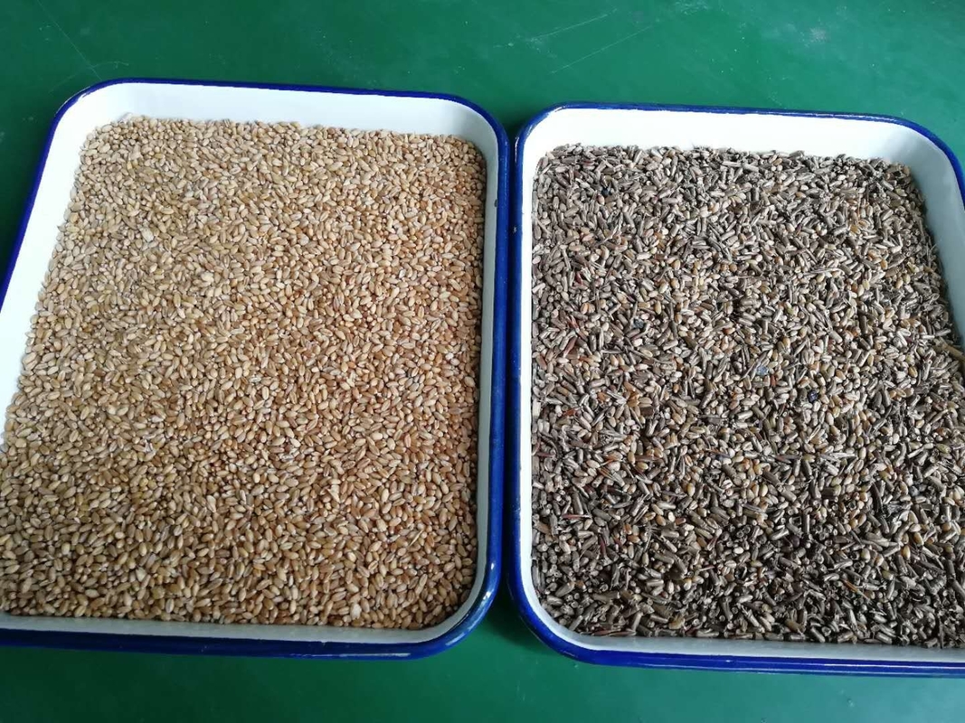 CCD sesame/soybean/sorghum/millet/wheat/corn/maize/white 쌀 색채 선별기 기계