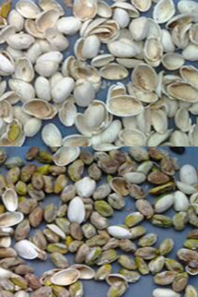 자동 커피 콩 땅콩 색 분류기 색 분리기 콩 분류기 중국