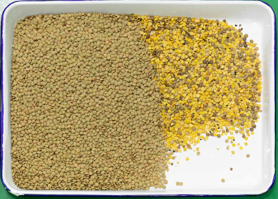 웬야오 다기능 렌즈 컬러 서터 (Wenyao Multifunction Lentil Color Sorter)