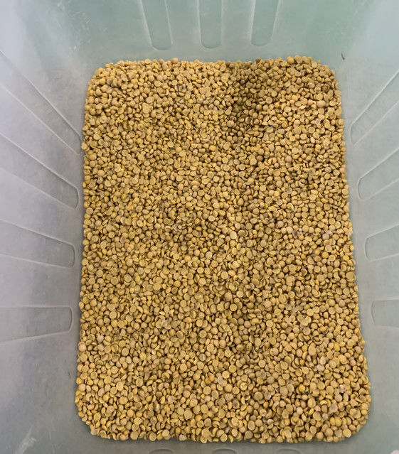 Wenyao 풀 오토매틱 3 슈트 콩 광두콩 색상 선별기