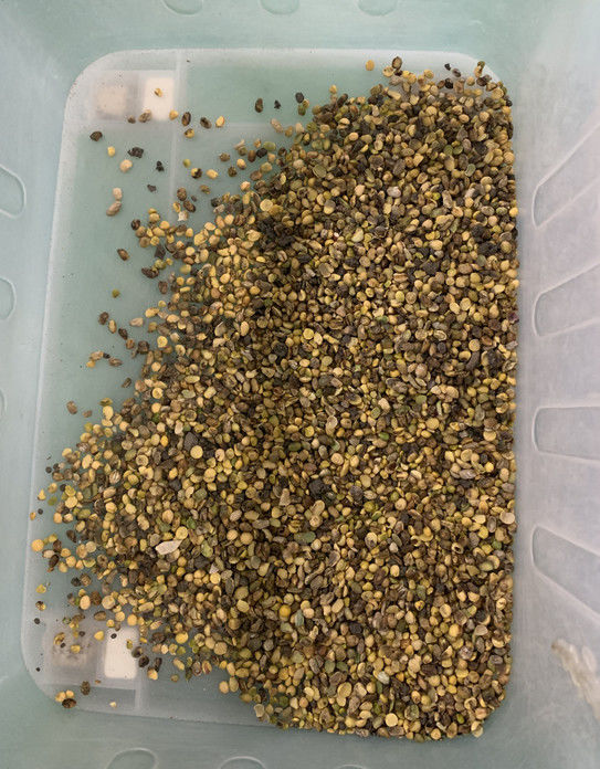 Wenyao 풀 오토매틱 3 슈트 콩 광두콩 색상 선별기