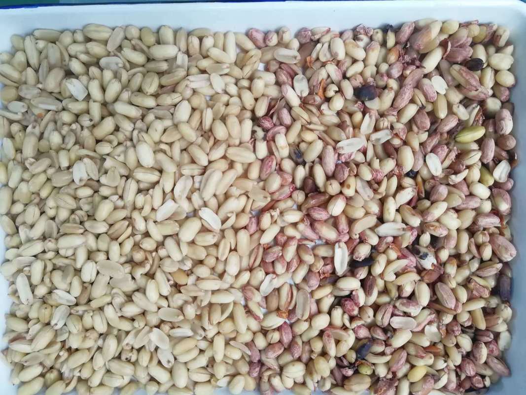 전문적인 땅콩 색상 선별기 껍질 벗기는 땅콩 CCD 색상 선별기