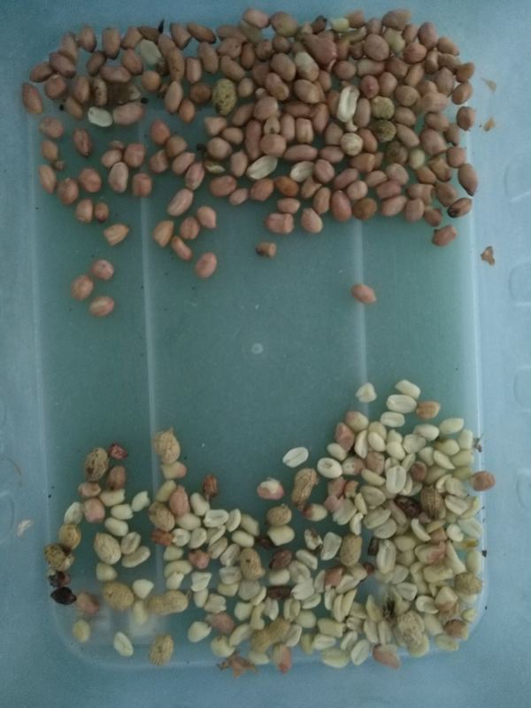 전문적인 땅콩 색상 선별기 껍질 벗기는 땅콩 CCD 색상 선별기