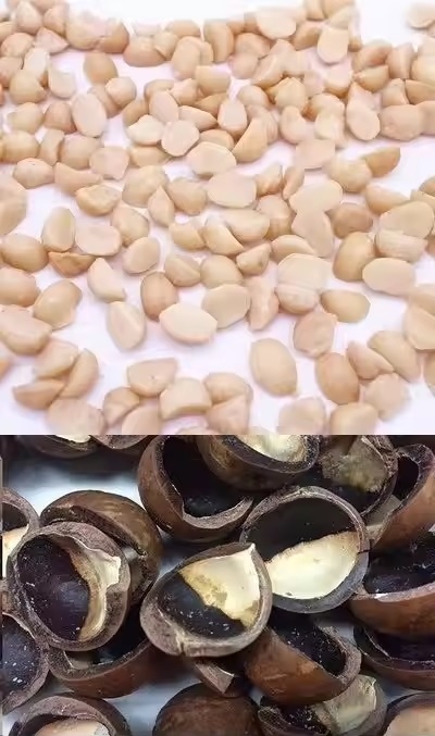 정밀 CCD 카메라 자동 마카다미아 견과류 색상 선별기
