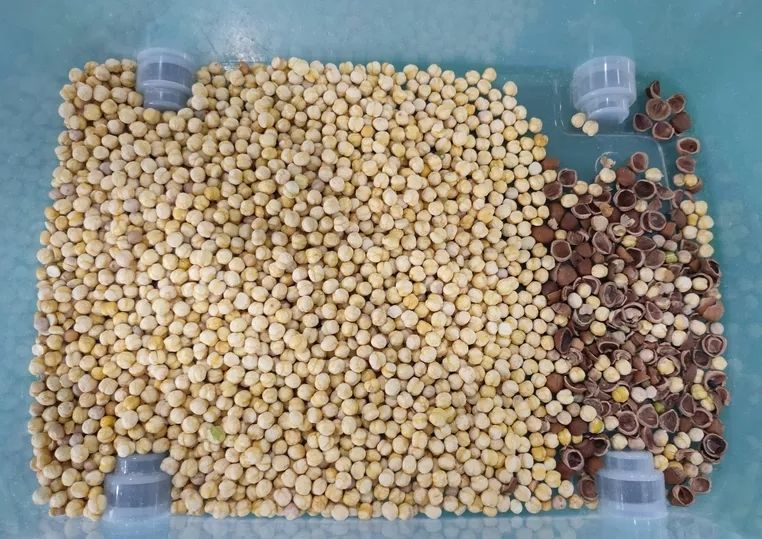 Wenyao 2025 Newest Chinese Factory Optical Ccd Color Sorter Almond Pistachio Cocoa Nut Color Sorting Machine
