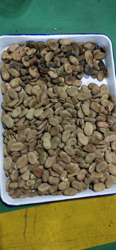 WENYAO 5 채널 넓은 콩 색상 선별기 (산업용)