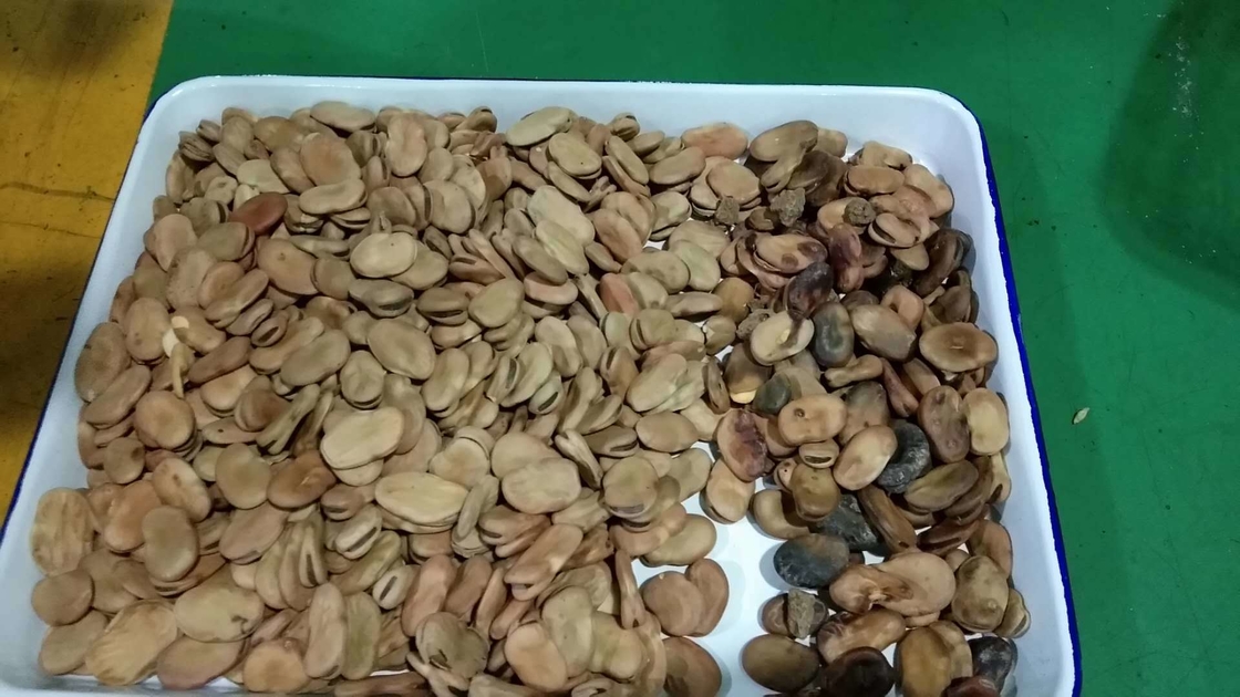 WENYAO 5 채널 넓은 콩 색상 선별기 (산업용)