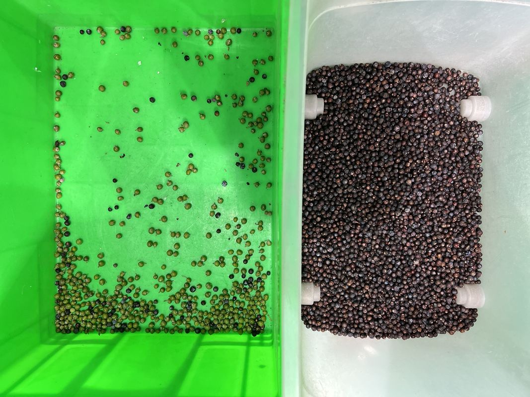 웬야오 자동 색 분리 신선한 블루베리 쥬니퍼 베리 색상 분류 기계