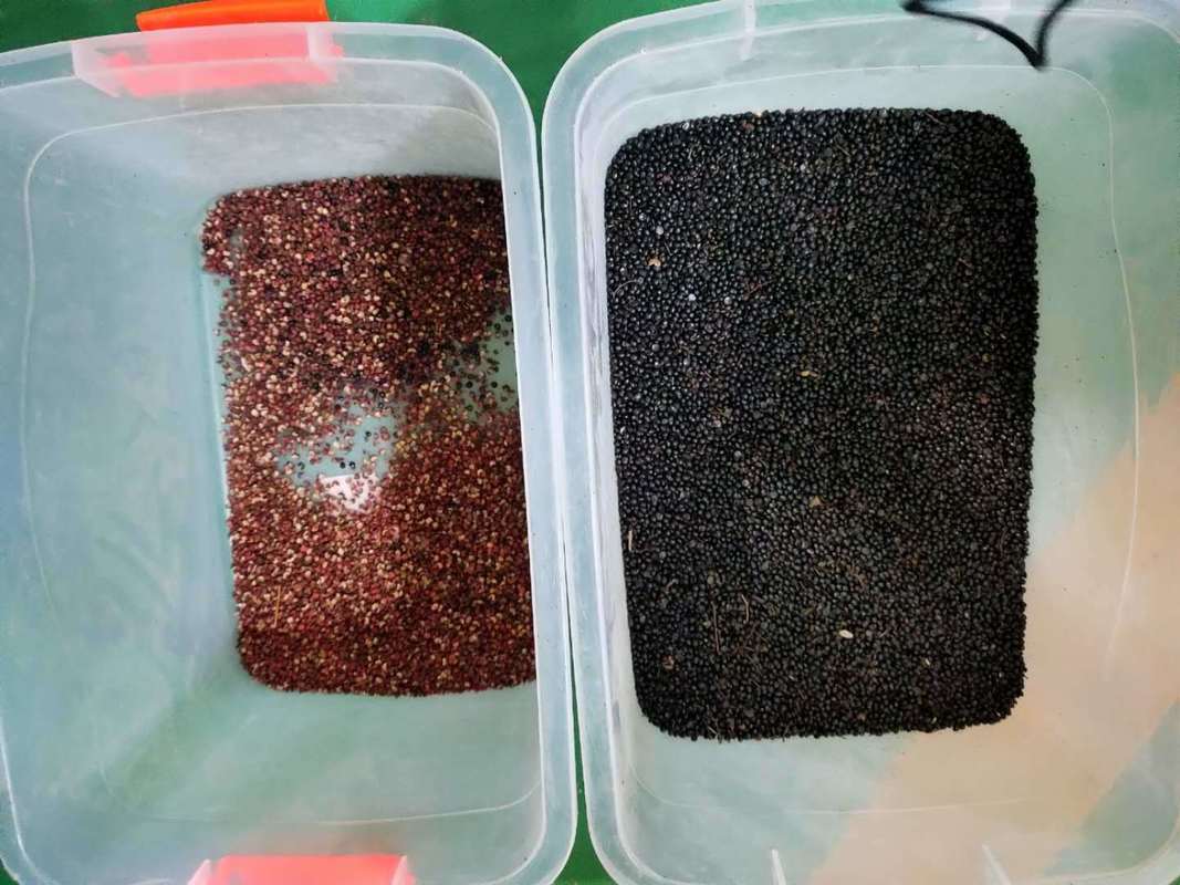 웬야오 자동 블랙 페퍼 컬러 분류 기계