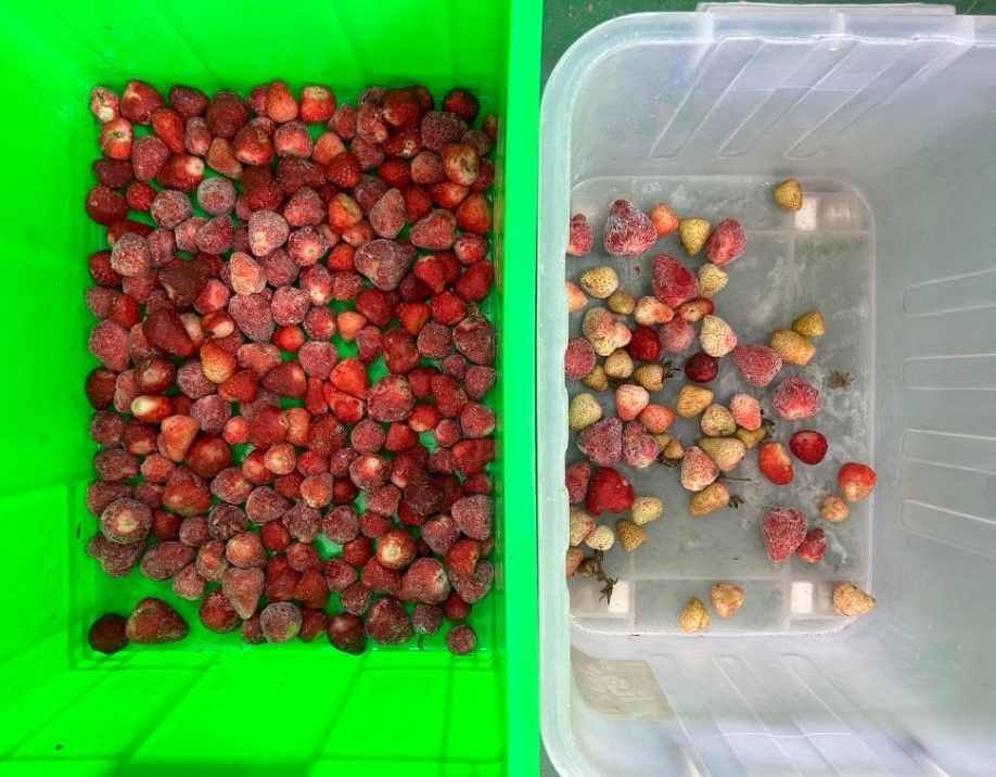 지능형 광학 커피 체리 컬러 소터 소형 감자 선별기 블루베리 컬러 소터