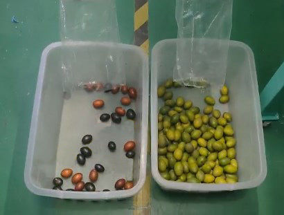 지능형 광학 커피 체리 컬러 소터 소형 감자 선별기 블루베리 컬러 소터