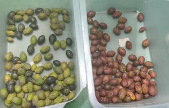 지능형 광학 커피 체리 컬러 소터 소형 감자 선별기 블루베리 컬러 소터