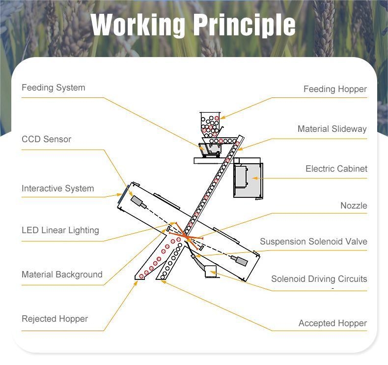 태국에서 인기 있는 Wenyao LED CCD 광학 PP PVC PET PP 플라스틱 플레이크 색상 선별기
