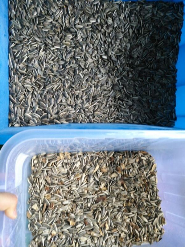 웬야오 와이파이 원격 제어 선플라워 씨앗 거북이 씨앗 색상 분류기 2 년 보증 및 산업 가공용 솔레노이드 밸브