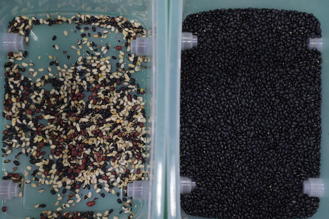 WENYAO 고용량 CCD 소아 콩 색상 분류기 블랙 매트페 콩 색상 분류 기계