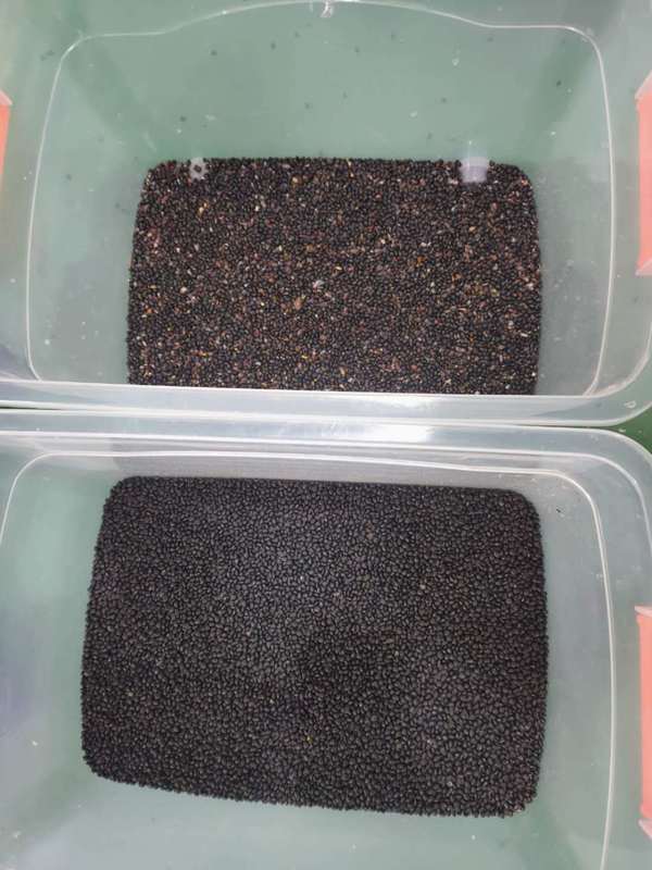 공장 판매 320 채널 CCD 컬러 소터, 99.99% 선별 정확도 및 304 스테인리스 스틸 구조