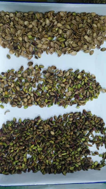 Wenyao 자동 견과류 분류기 TOSHIBA CCD 센서, 스테인리스 304 식품 등급 호퍼 및 Wifi 원격 제어