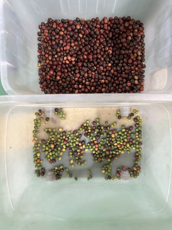 Wenyao 2025 최신형 2 벨트 광폭 저속 파손 방지 딸기 블루베리 컬러 선별기 자동 커피 체리 컬러 선별기