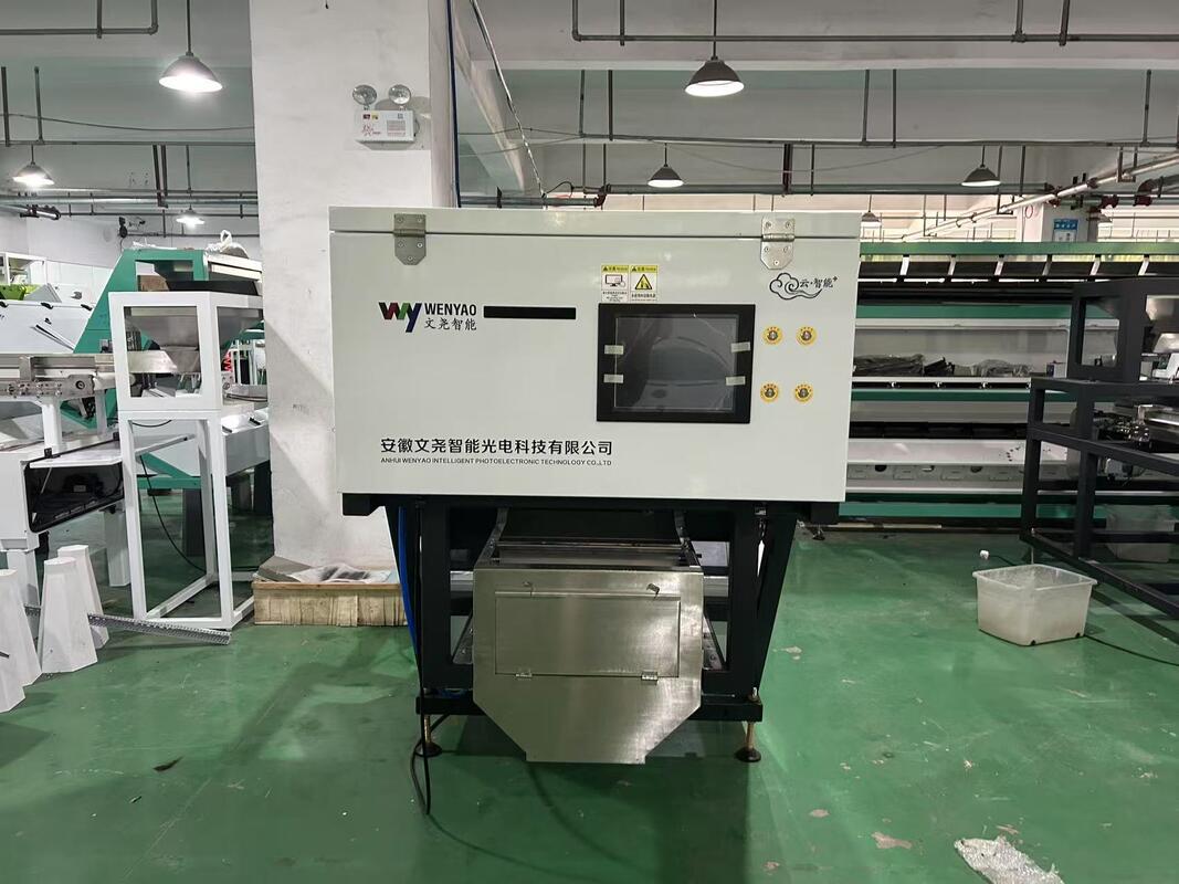 Belt Sorter Machine to Sort Unpeeled Garlic and Sorting Unpeeled Black Spots Garlic in Garlic Cleaning and Processing Line