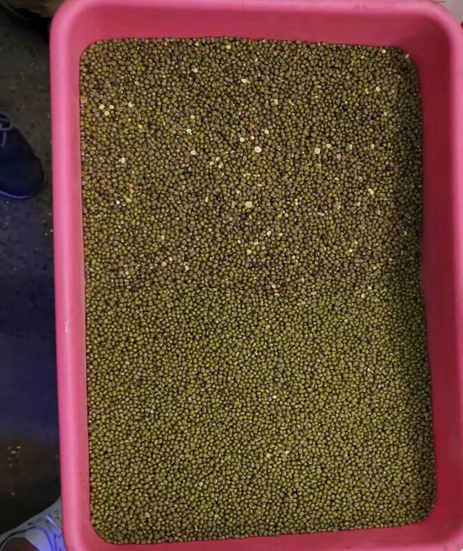 WENYAO 8 Chutes 양파 분류 기계 렌즈 치크페인 광학 콩 색상 분류기 판매