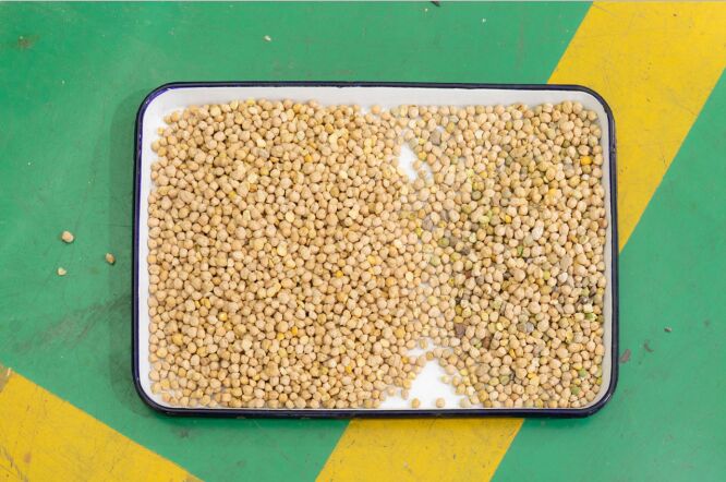 WENYAO 8 Chutes 양파 분류 기계 렌즈 치크페인 광학 콩 색상 분류기 판매