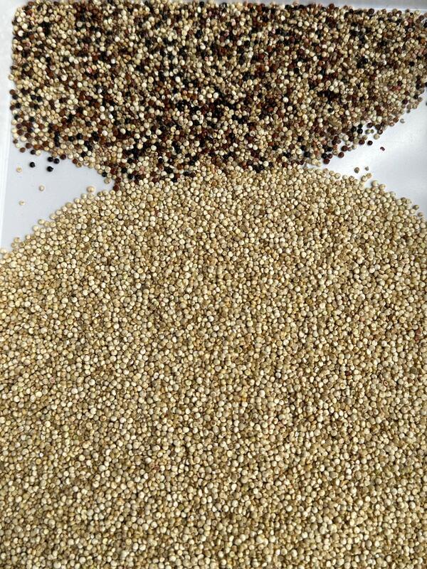 WENYAO CCD 고속 곡물 색상 선별기 (커피콩 및 작물용) 다중 곡물 선별기