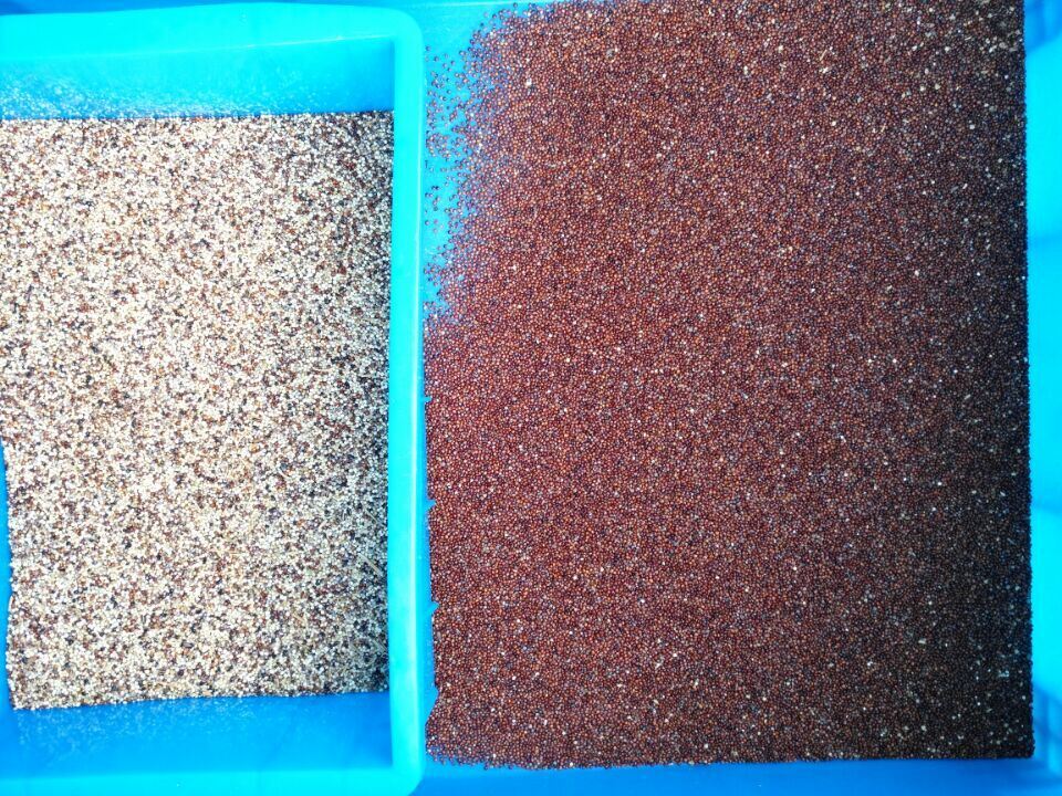 WENYAO 멀티모드 백색 쌀과 옥수수를 위한 완전 자동 곡물 색상 분류기