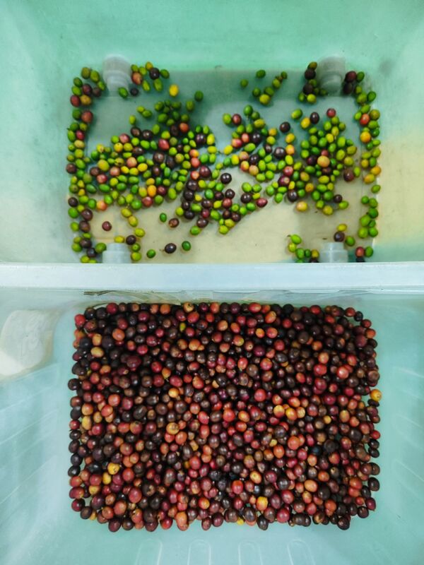 웬야오 주니퍼 베리 컬러 소터 와이드 벨트 스테인리스 스틸 블루베리 딸기 라즈베리 컬러 선별기 공장 가격 CE 인증서 원격 제어