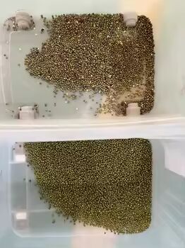 3-8TPH 출력 및 ≥99.99%의 고정도 곡물 색상 분류기 쌀 백밀 퀴노아 밀 밀레