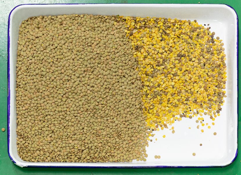 판매용 CE 인증 자동 곡물 광학 색상 분류기 검은콩 커피콩 렌틸콩 색상 분류기 2026