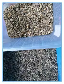 Intelligent Seeds Color Sorter For Sunflower Seeds Pumpkin Seeds Sesame Color Sorting Machine With High Efficiency