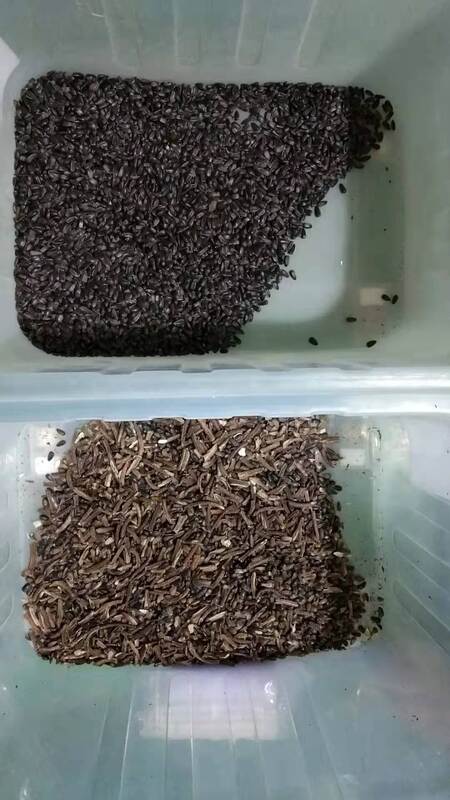 WENYAO Full Automatic RGB Sunflower Seeds Color Sorter with High Sorting Efficiency