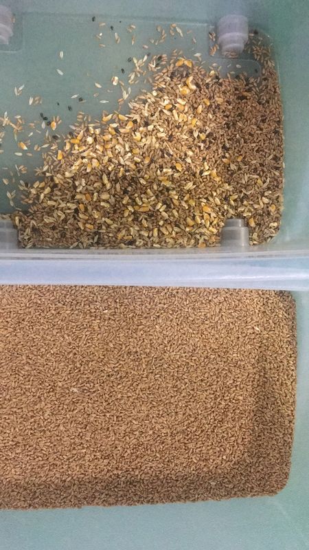 5개의 슈트 곰팡이가 핀 밀 색깔 분류기, 곰팡이 밀 제거를 위한 밀을 위한 분류기 기계