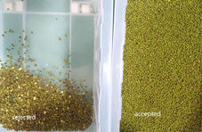 콩 색상 선별기 펄스 정렬 선택기 기계 녹두 검은 소험 씨앗 청소 장비