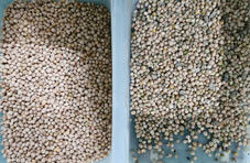 이집트콩을 위한 콩 CCD 색선별기를 처리하는 대용량 이집트콩 색채 선별기 농업용 설비