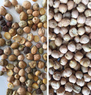 이집트콩을 위한 콩 CCD 색선별기를 처리하는 대용량 이집트콩 색채 선별기 농업용 설비