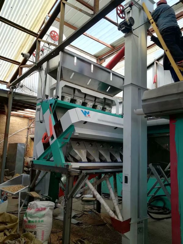 세자무 처리 라인 WYCS5-320 검은 세자무 제거 및 청소를위한 흰 세자무 씨앗 색상 소터 기계