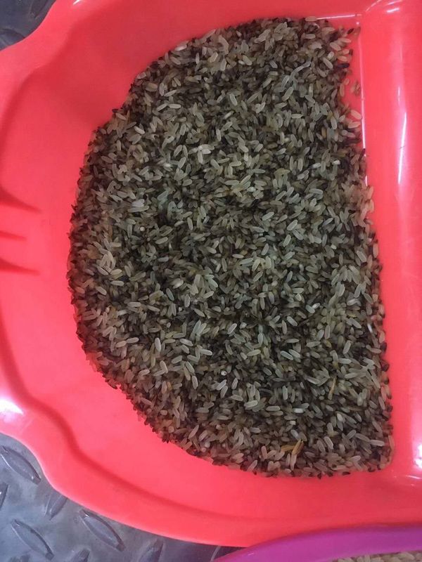 쌀류 콩 플라스틱을 위한 WENAYO 다기능 색채 선별기 기계