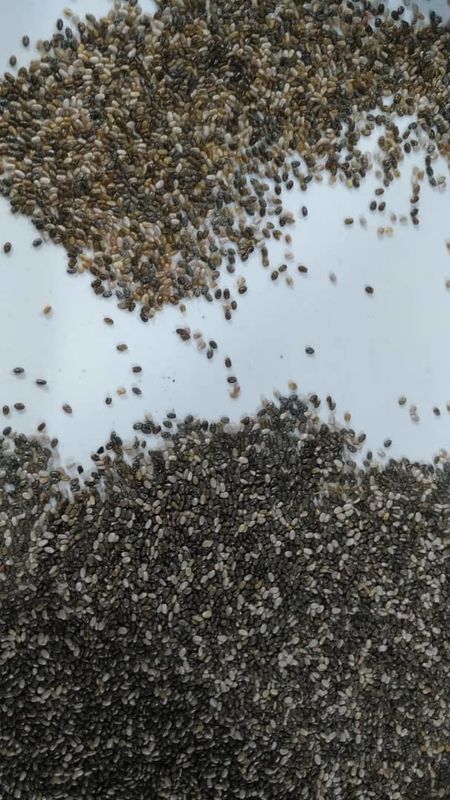 기계 씨 선택기를 처리하는 고해상도 chia 시드 색채 선별기 기계 chia 시드