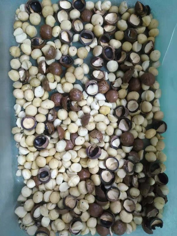 견과와 껍질을 분리하기 위한 가장 대중적인 광학 마카다미아 견과 색깔 분류기