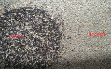 1는 호밀 종자를 위한 64 채널 웬야오 색채 선별기를 떨어뜨립니다