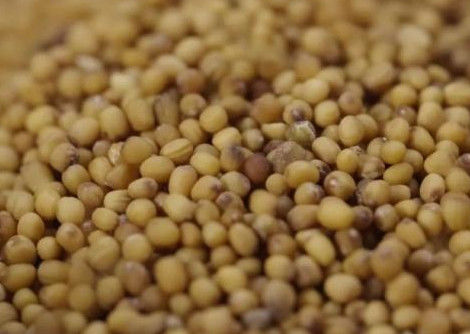 웬야오 낟알색 분류기, 사탕수수 소팅 머신 CE ISO9001