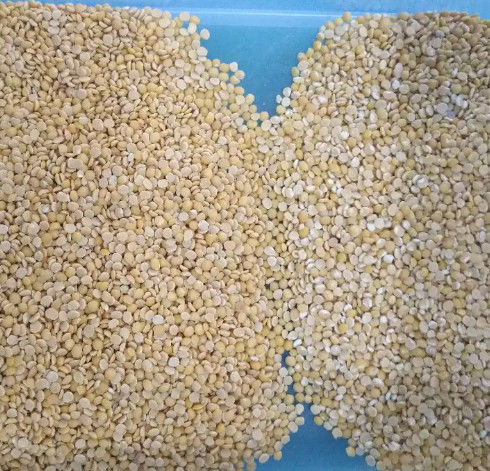 웬야오 낟알색 분류기, 사탕수수 소팅 머신 CE ISO9001