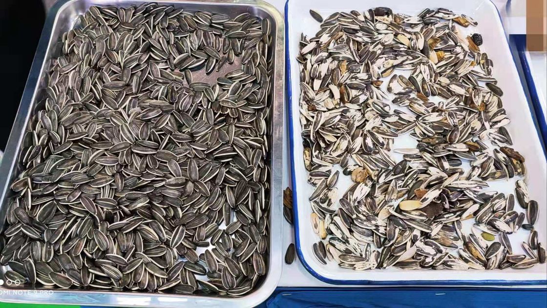 중국 수박 시드 컬러 분류기 기계에서 해바리기씨 색채 선별기