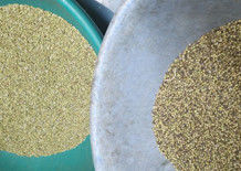 고수풀 씨 색채 선별기 고수풀 씨 색선별기 고수풀 씨 분리대