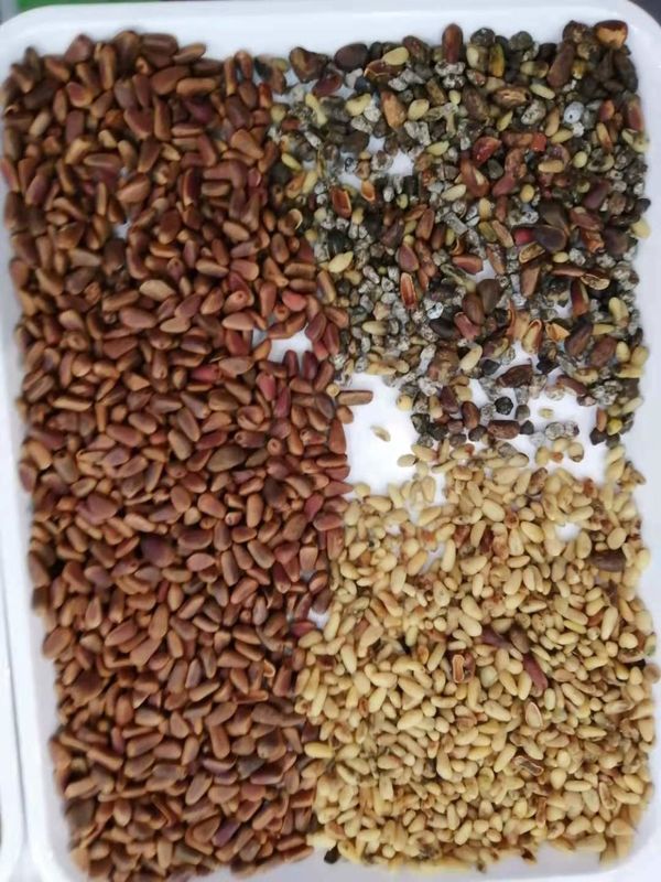 WENYAO 조절 가능한 매개변수 64 채널 고효율 작업 호두 색상 분류기