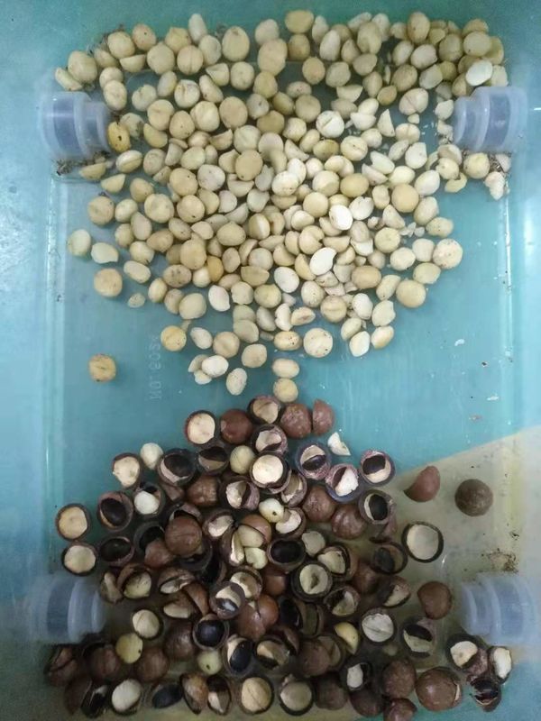 Almonds/Peanuts/ Macadamia/Pecan/ 피스타치오를 위한 CCD 색채 선별기