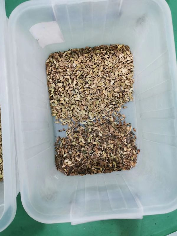 농업용 설비 생강 색채 선별기 기계  /Cardamom 분리 기계
