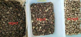 말린 Areca 견과 분류 기계 Areca 견과 등급을 매기는 Macine Areca 견과 색깔 분류기