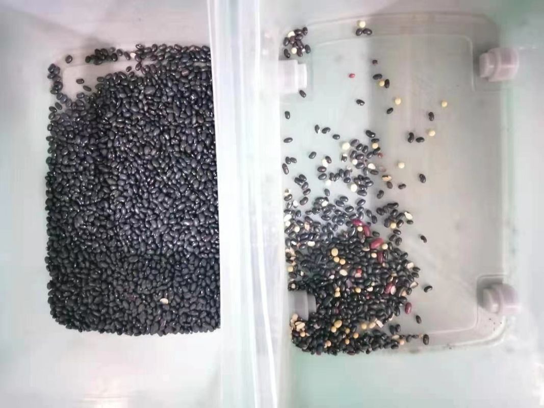 Pea 밀 낟알 견과류 씨앗 콩을 위한 128 채널 다기능 색채 선별기